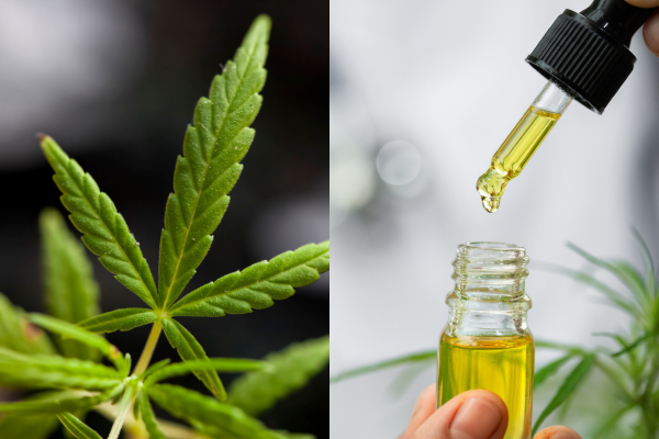 CBD Oil Explained: What is CBD oil? How it impacts your health and is it  legal in India