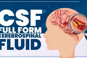 CSF Full Form, Significance, Characteristics, Circulation, Functions